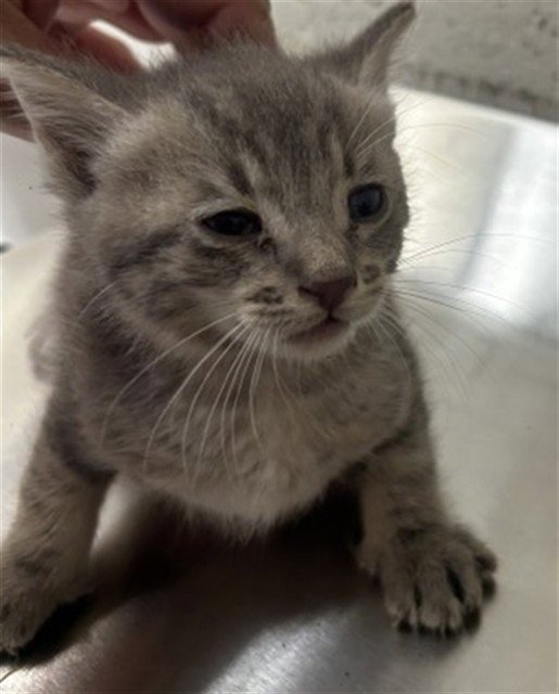 MESQUITE Image