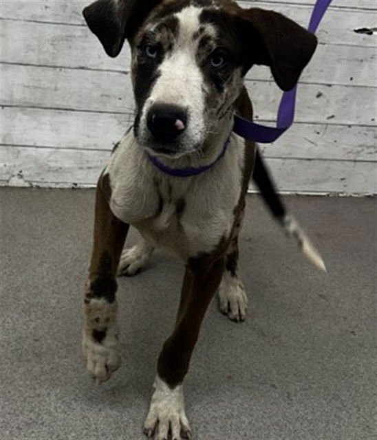 BETTY - Great Dane available for adoption