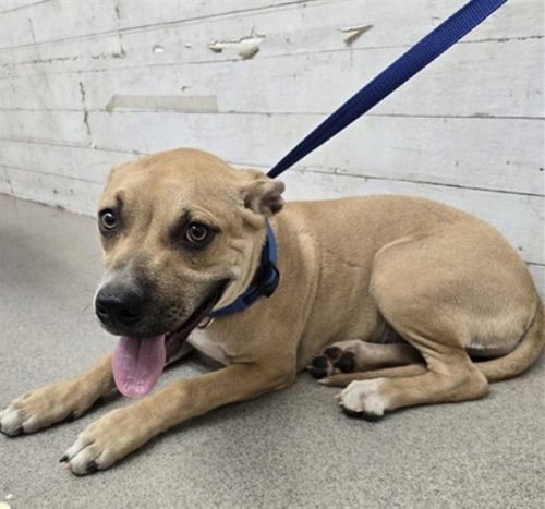 JESSIE - Pit Bull Terrier available for adoption