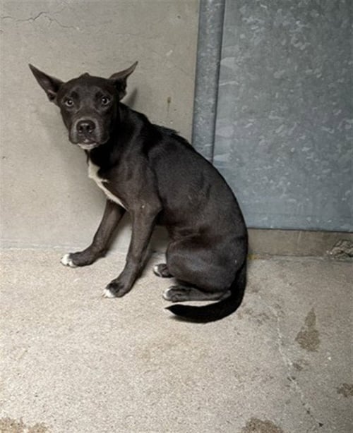CANELO - Pit Bull Terrier available for adoption