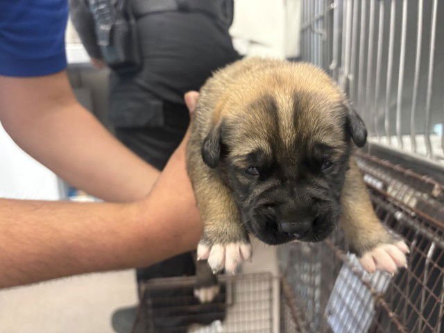 PIERCE - Pit Bull Terrier / German Shepherd Dog available for adoption