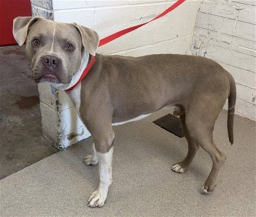 TOMMY BOY - Pit Bull Terrier available for adoption