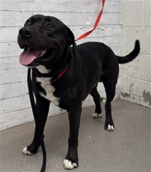 ECLIPSE - Pit Bull Terrier available for adoption