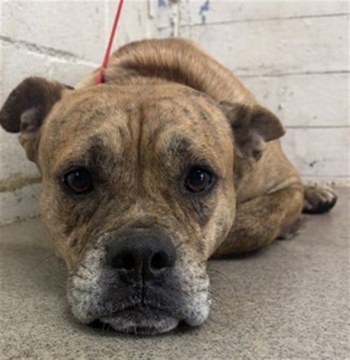OMEGA - Pit Bull Terrier available for adoption