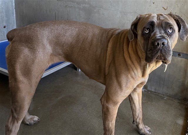 BOWIE - Cane Corso Mastiff available for adoption
