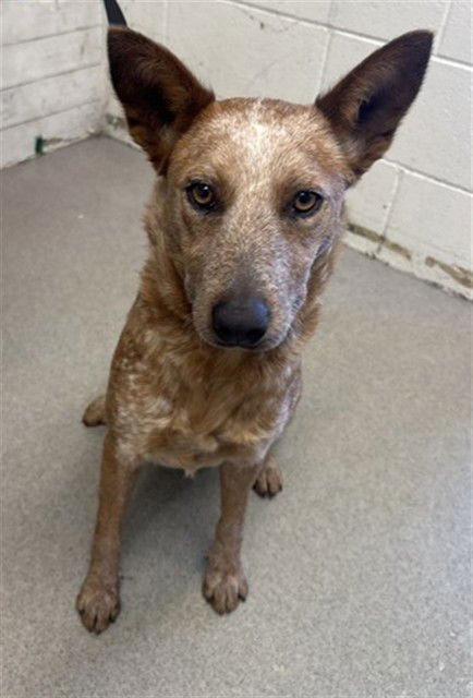 PENNY - Australian Cattle Dog/Blue Heeler available for adoption