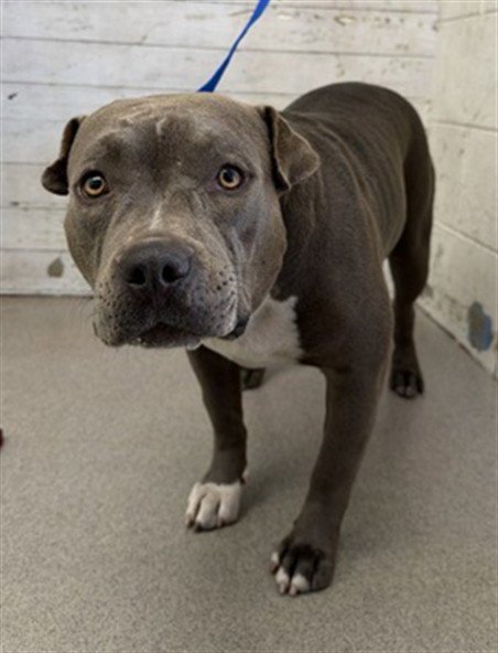 CARLA - Pit Bull Terrier available for adoption