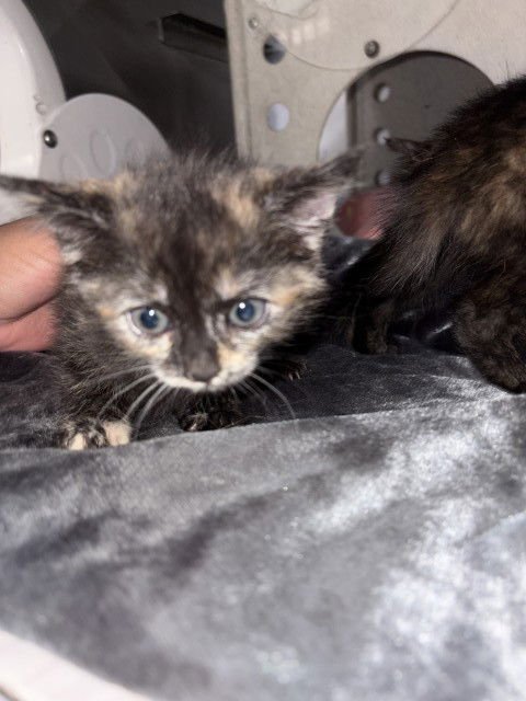 SASS - Domestic Short Hair available for adoption