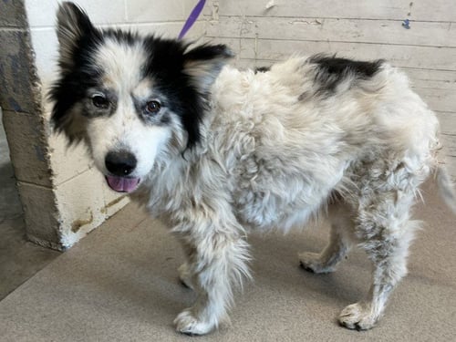 PAUL - Siberian Husky available for adoption