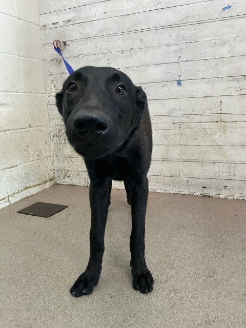 CHIEF - German Shepherd Dog available for adoption