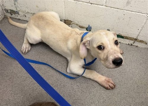 JIMMY - Terrier available for adoption