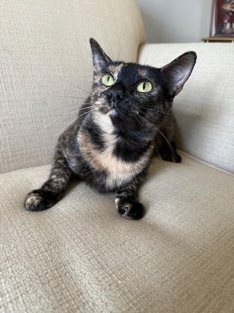 GABBY - Domestic Short Hair for adoption in San Bernardino