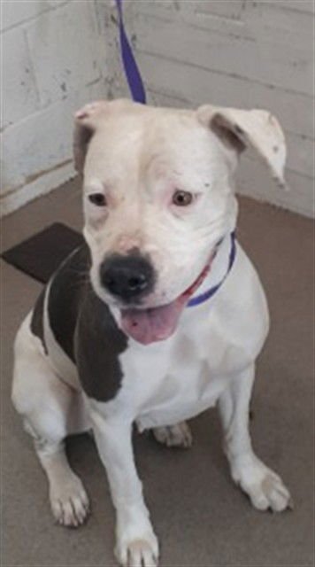 MERIDA - Pit Bull Terrier available for adoption