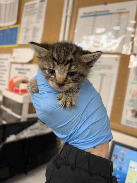 A590663 - Domestic Short Hair available for adoption