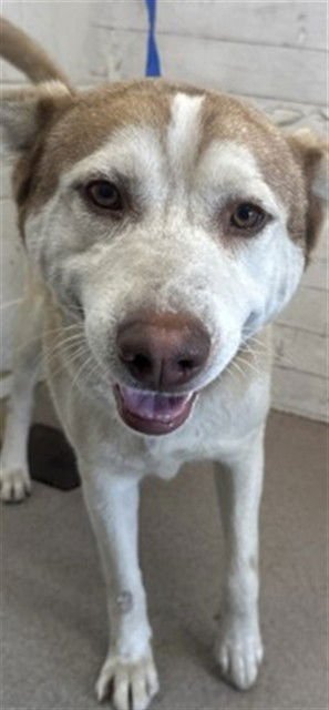 VINCE - Siberian Husky available for adoption