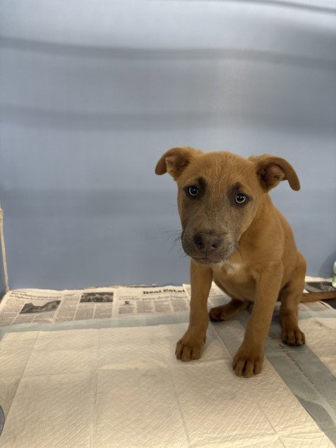 MUFFIN - Pit Bull Terrier available for adoption