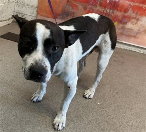 TUXEDO - Rat Terrier / Pit Bull Terrier available for adoption