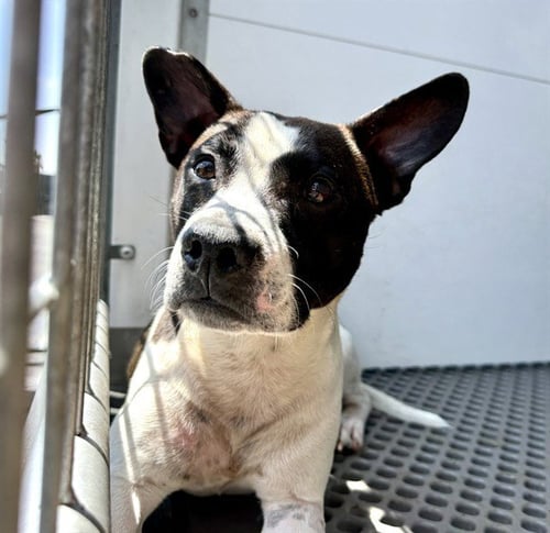 TUXEDO - Rat Terrier / Pit Bull Terrier available for adoption
