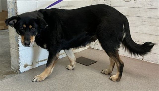 JUBILEE - German Shepherd Dog available for adoption