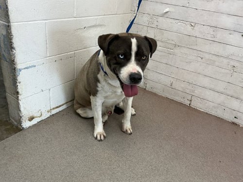 HERO - Pit Bull Terrier available for adoption