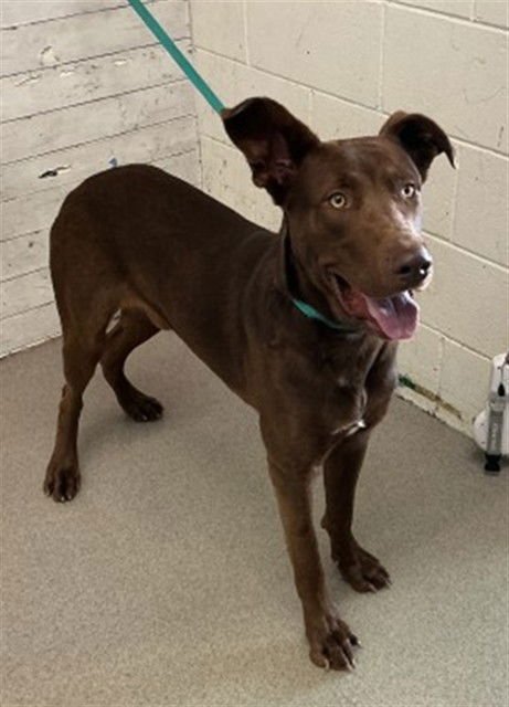 WALLY - Labrador Retriever available for adoption