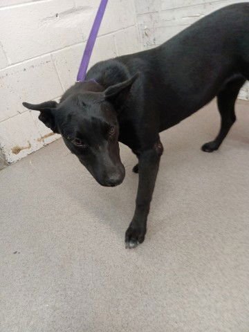 CLOVE - Labrador Retriever available for adoption