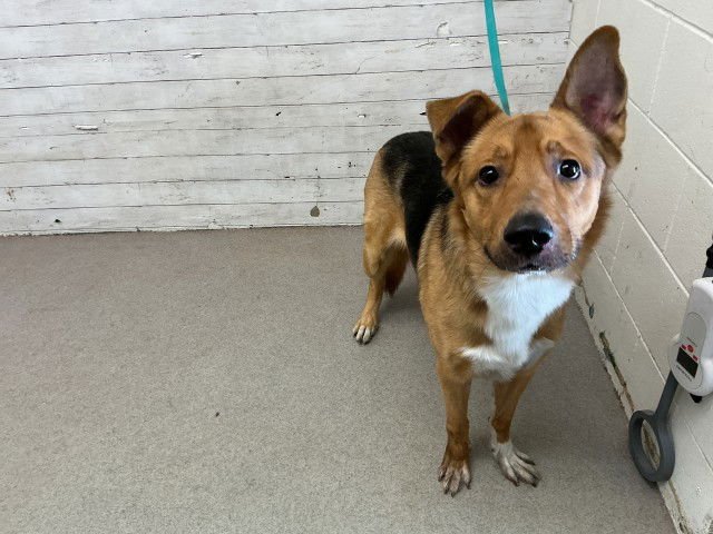 TOMMY BOY - German Shepherd Dog available for adoption