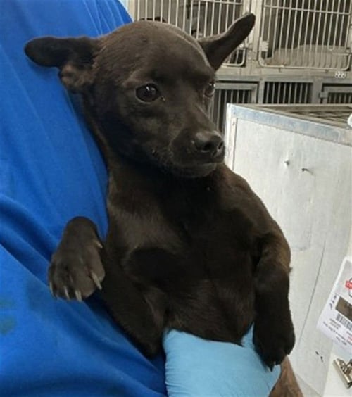 YURI - Chihuahua available for adoption