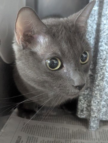 BACON - Domestic Short Hair available for adoption