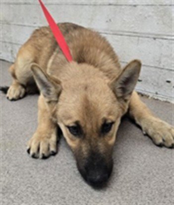 NORMAN - German Shepherd Dog available for adoption