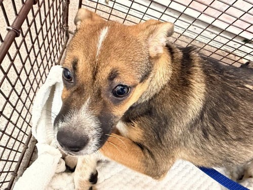 MATHIAS - German Shepherd Dog / Pit Bull Terrier available for adoption