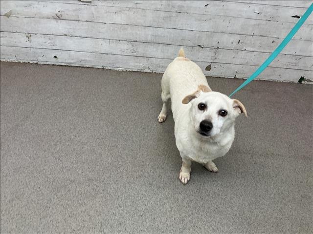 MONTY - Chihuahua / Basset Hound available for adoption