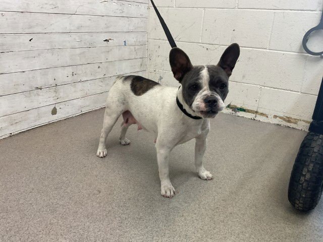 BONNIE - Boston Terrier available for adoption