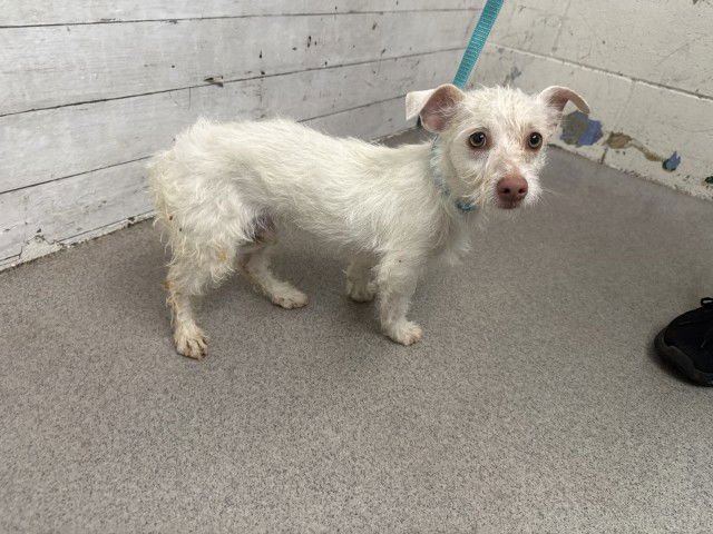 BUDDY - Terrier available for adoption