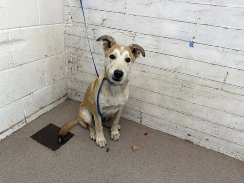 BRAD - German Shepherd Dog available for adoption