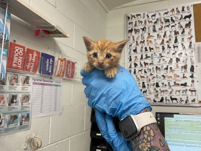 WHISPER - American Shorthair available for adoption