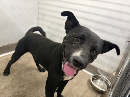 BLAZER - Pit Bull Terrier available for adoption