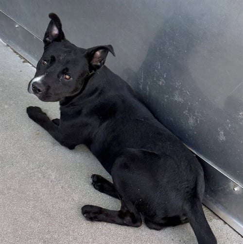 BLAZER - Pit Bull Terrier available for adoption