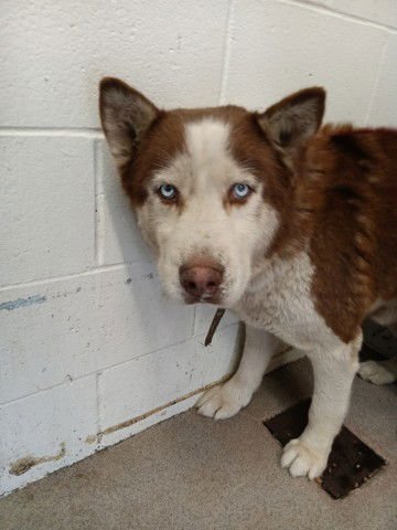ROCKY - Siberian Husky available for adoption