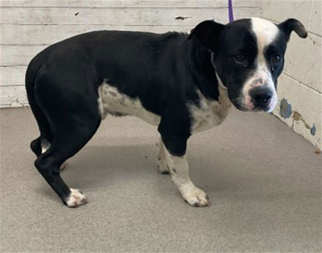 VALENTINE - Labrador Retriever / Border Collie available for adoption