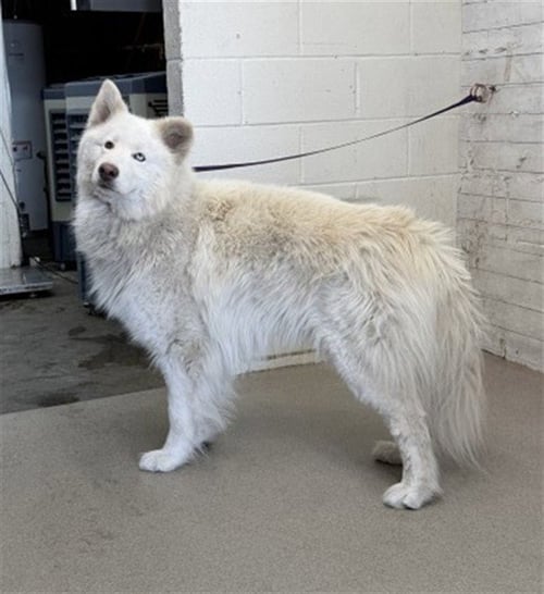 GHOST - Alaskan Malamute available for adoption