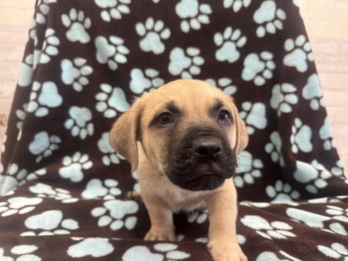 DION - Pit Bull Terrier available for adoption
