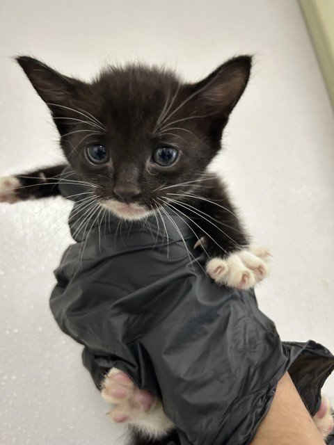 CRYSTAL - Domestic Short Hair for adoption in San Bernardino