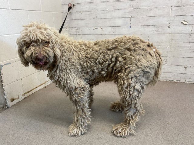 CORAL - Poodle (Standard) available for adoption