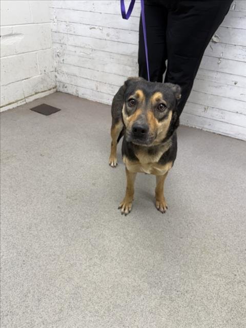 MISTY - German Shepherd Dog available for adoption