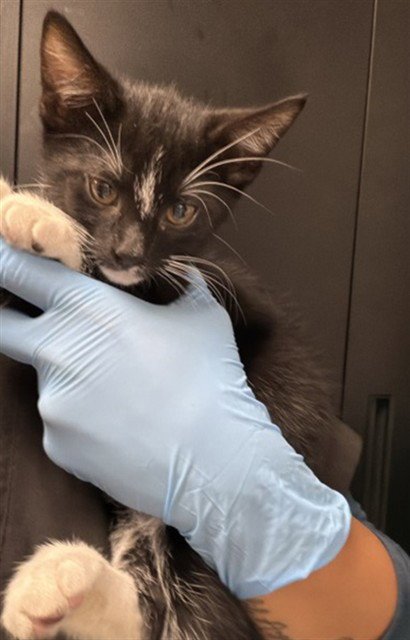 GRETCHEN - Domestic Short Hair available for adoption