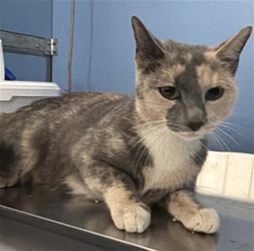 SHEILA - Domestic Short Hair available for adoption