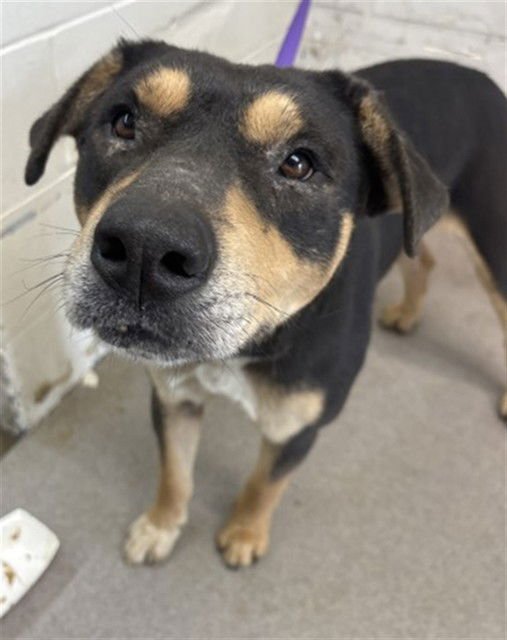 FRANCES - Rottweiler available for adoption