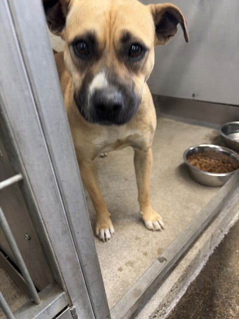 IRIS - Pit Bull Terrier available for adoption