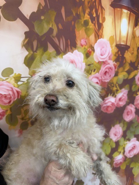 ALICE - Poodle (Miniature) available for adoption